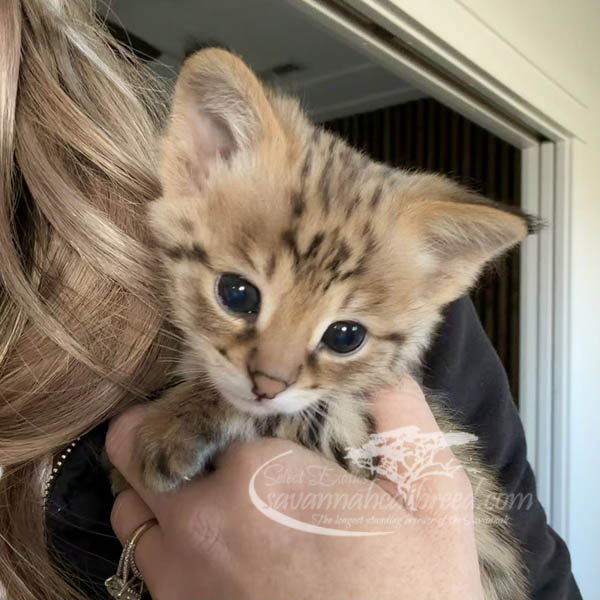 F1 Savannah kitten for sale