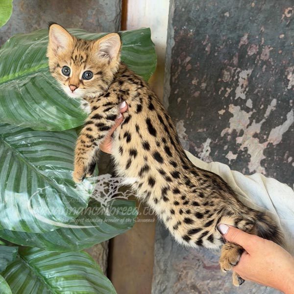 F1-1 F1 Savannah kitten for sale