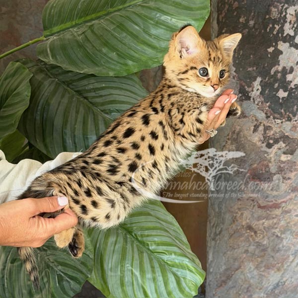 F1-2 F1 Savannah kitten for sale