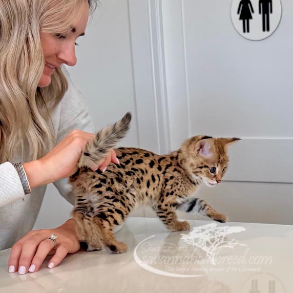 F1-3 F1 Savannah kitten for sale