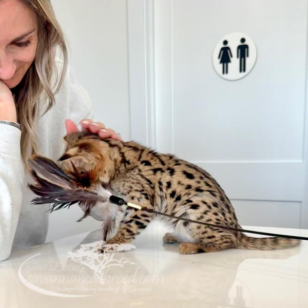 F1-4 F1 Savannah kitten for sale