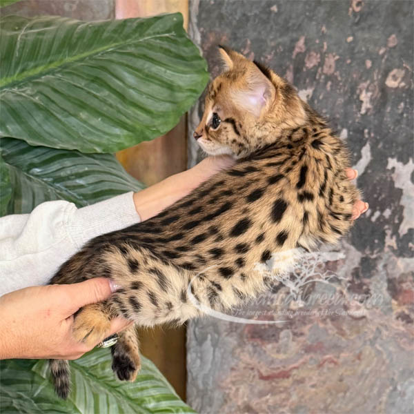 F1 Savannah kitten for sale