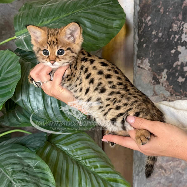 F1 Savannah kitten for sale