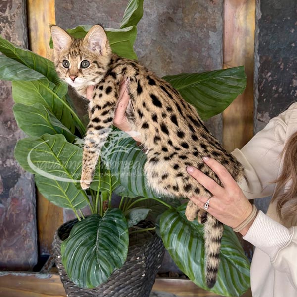 F1-1 F1 Savannah kitten for sale