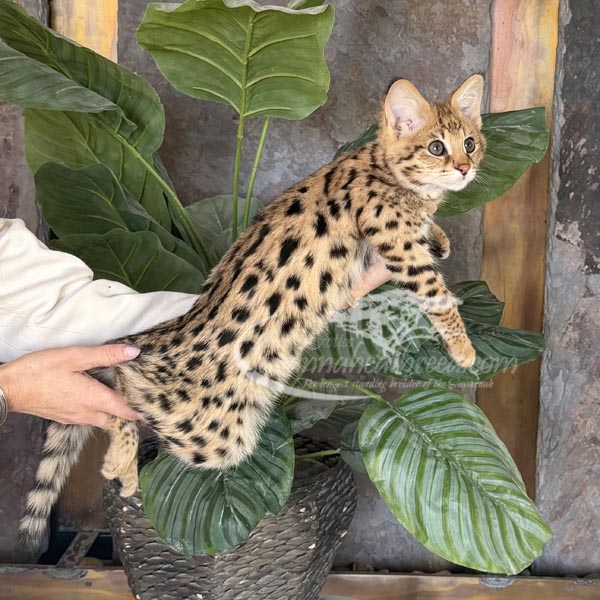 F1-2 F1 Savannah kitten for sale