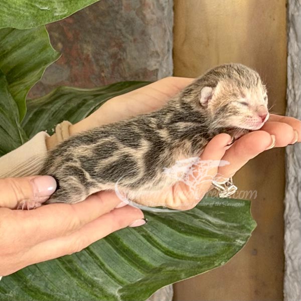 F3 Savannah kitten for sale