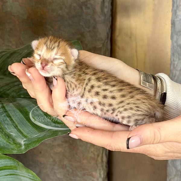 F3 Savannah kitten for sale
