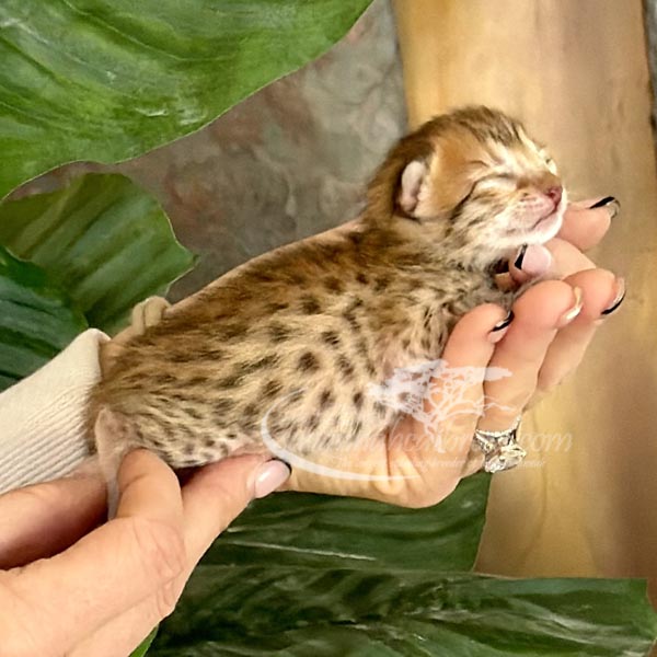 F3 Savannah kitten for sale