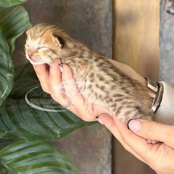 F3 Savannah kitten for sale