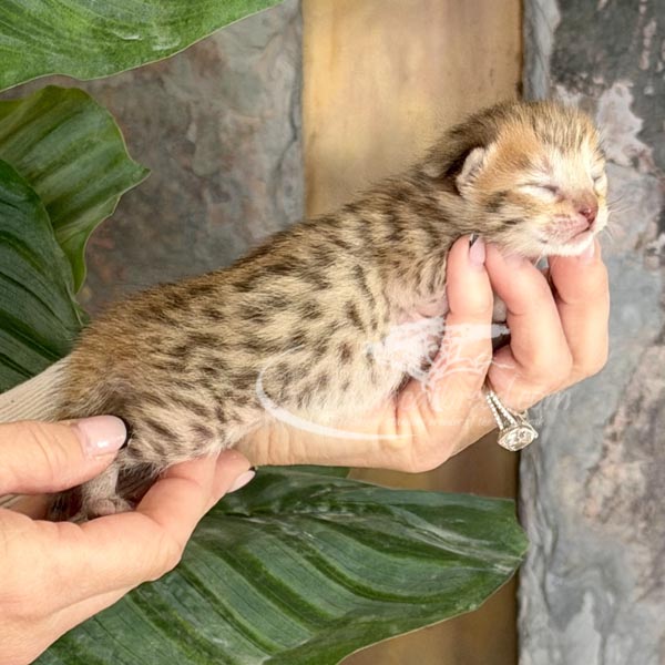 F3 Savannah kitten for sale