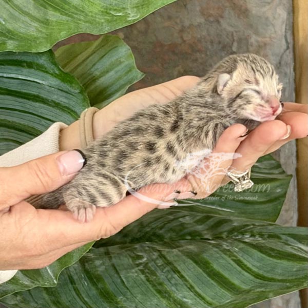 F3 Savannah kitten for sale