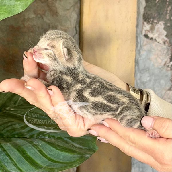 F3 Savannah kitten for sale
