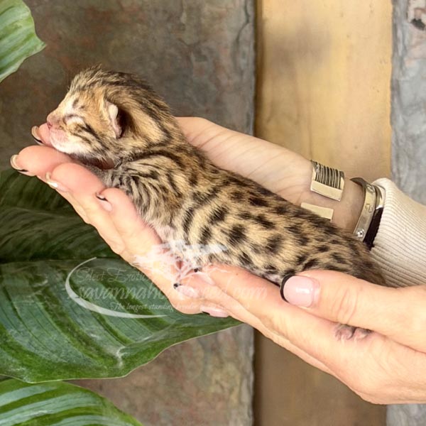 F3 Savannah kitten for sale