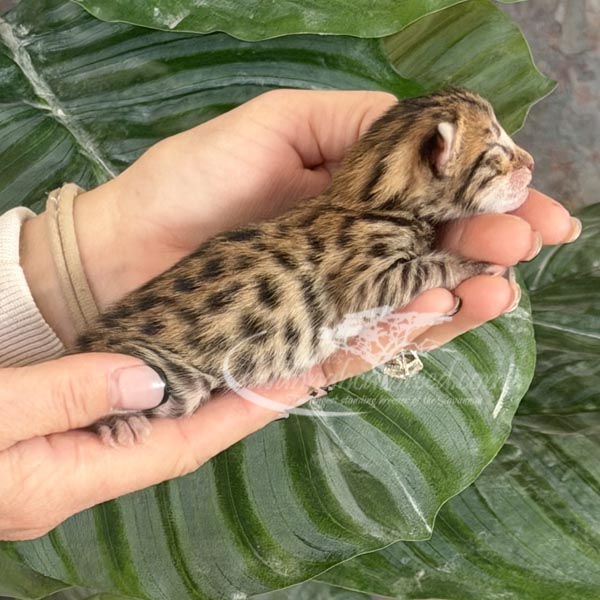 F3 Savannah kitten for sale