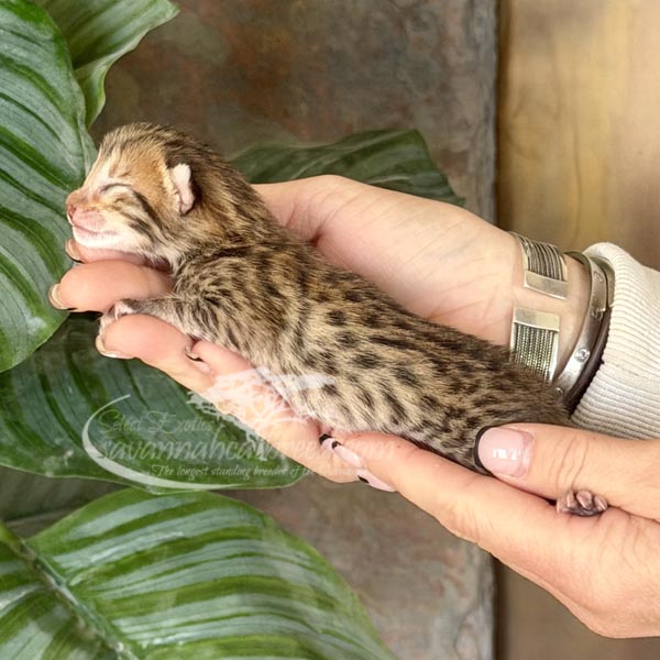 F3 Savannah kitten for sale
