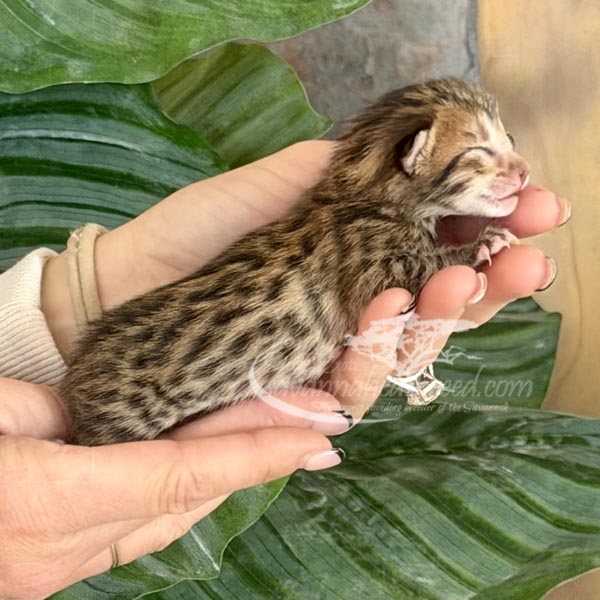 F3 Savannah kitten for sale