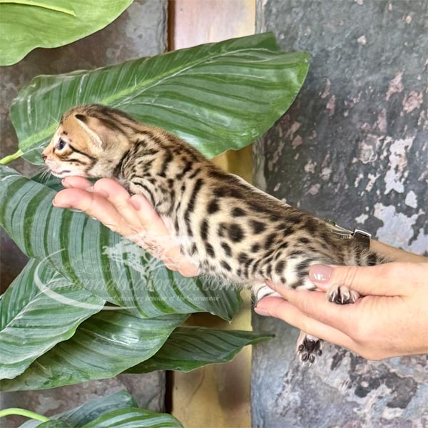 D4-1 F3 savannah Kitten for Sale