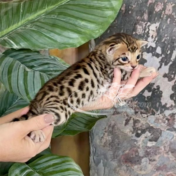 D4-3 F3 savannah Kitten for Sale