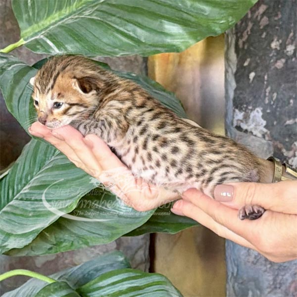 E1-1 F3 savannah Kitten for Sale