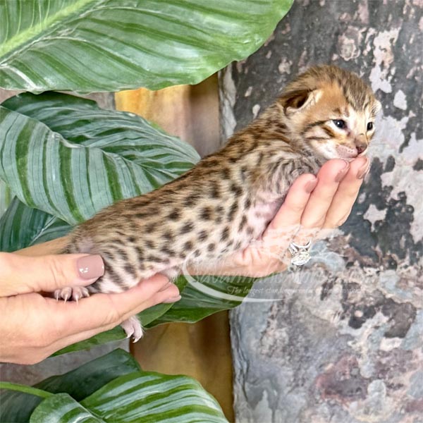 E1-2 F3 savannah Kitten for Sale