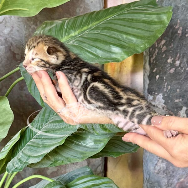 E2-1 F3 savannah Kitten for Sale