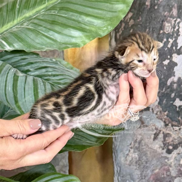 E2-2 F3 savannah Kitten for Sale