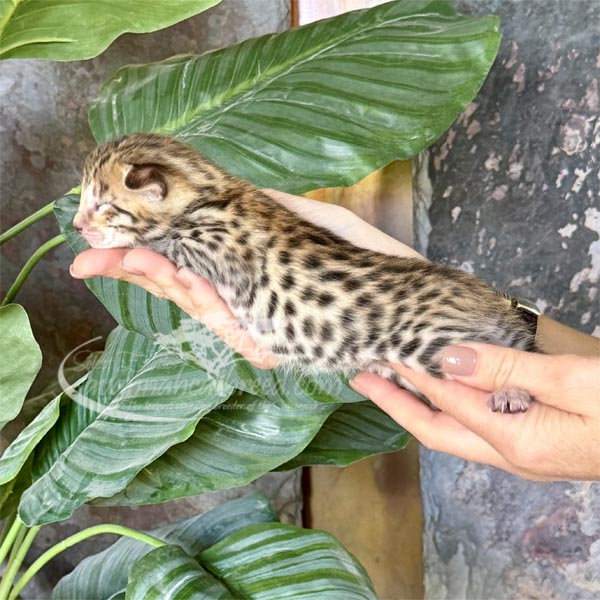 E3-1 F3 savannah Kitten for Sale