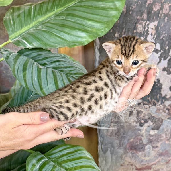 Eda1-1 F3 savannah Kitten for Sale