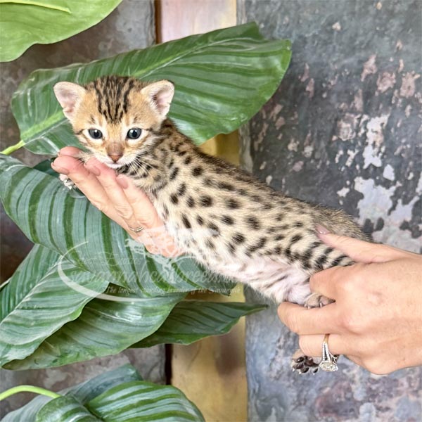 Eda1-2 F3 savannah Kitten for Sale