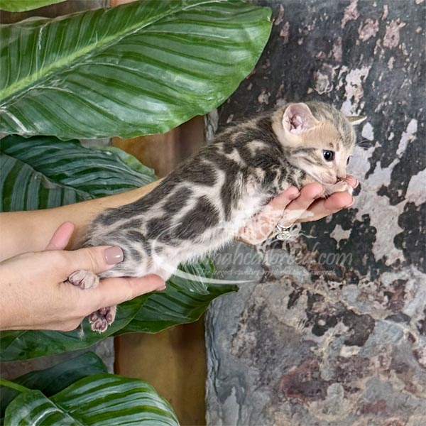 J2-1 F3 savannah Kitten for Sale