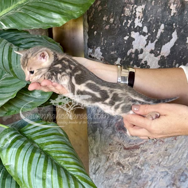 J2-2 F3 savannah Kitten for Sale