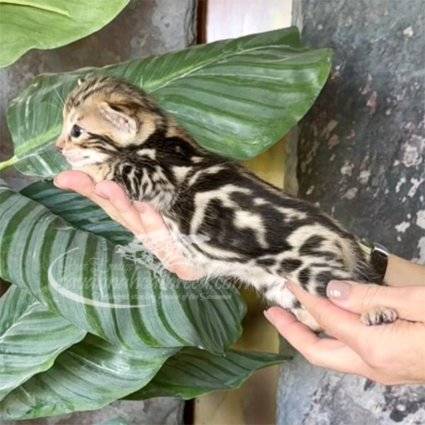 L2-1 F3 savannah Kitten for Sale