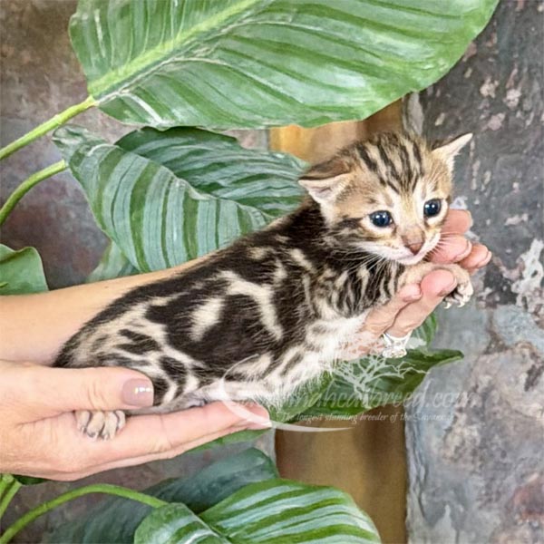 L2-2 F3 savannah Kitten for Sale