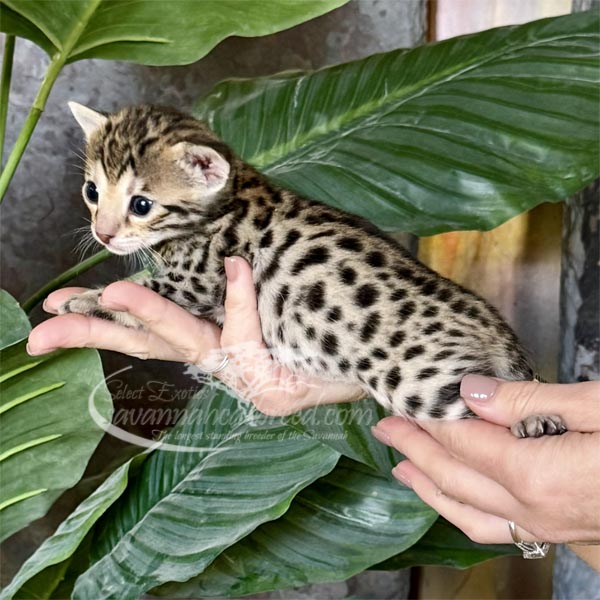 L3-1 F3 savannah Kitten for Sale