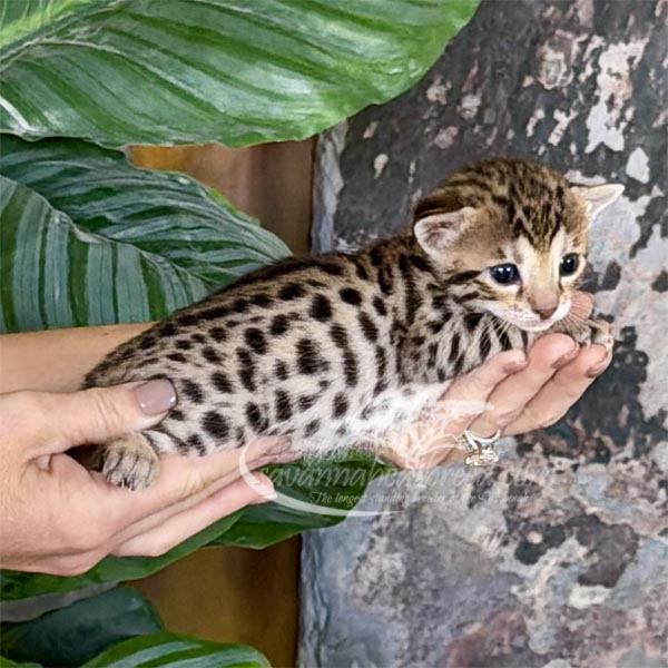 L3-2 F3 savannah Kitten for Sale