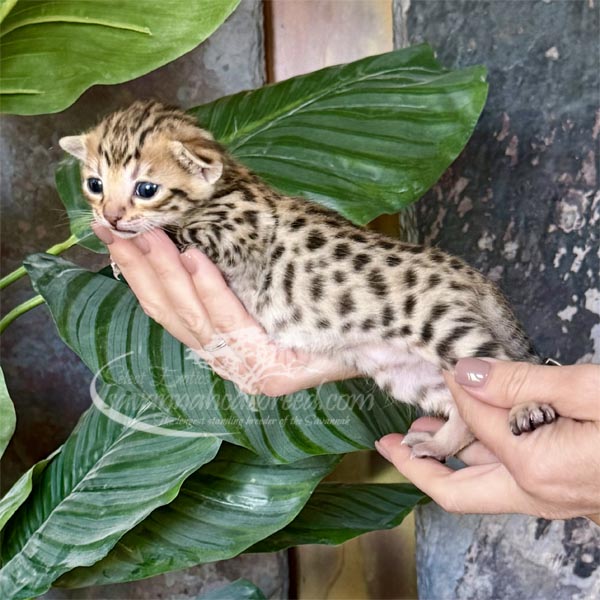 L4-1 F3 savannah Kitten for Sale