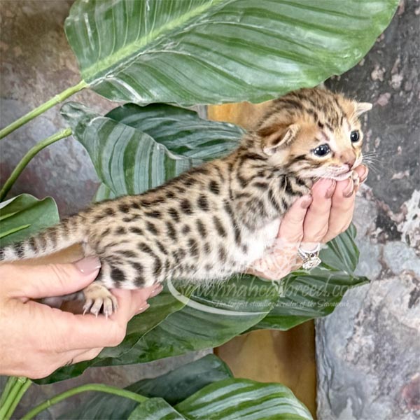 L4-2 F3 savannah Kitten for Sale