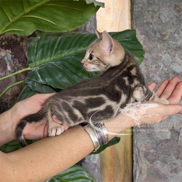 J2-1 F3 Savannah kitten for sale