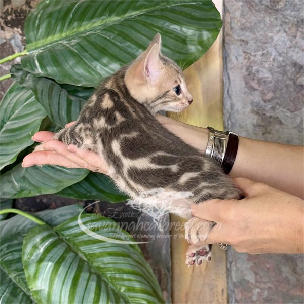 J2-2 F3 Savannah kitten for sale