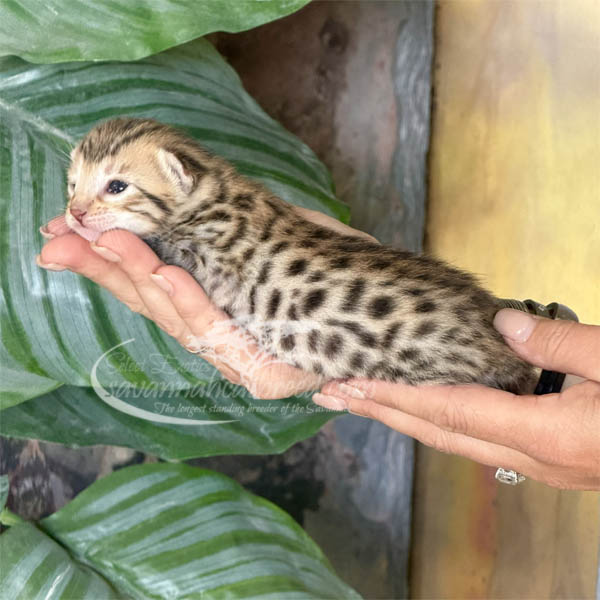 E1-1 F3 Savannah kitten for sale