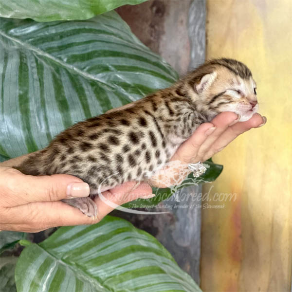 E1-2 F3 Savannah kitten for sale