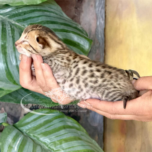 E2-1 F3 Savannah kitten for sale