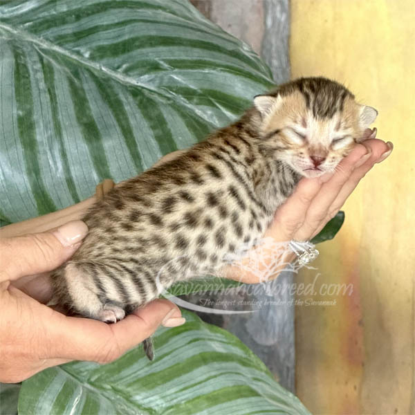 E2-2 F3 Savannah kitten for sale