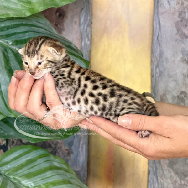 E3-1 F3 Savannah kitten for sale