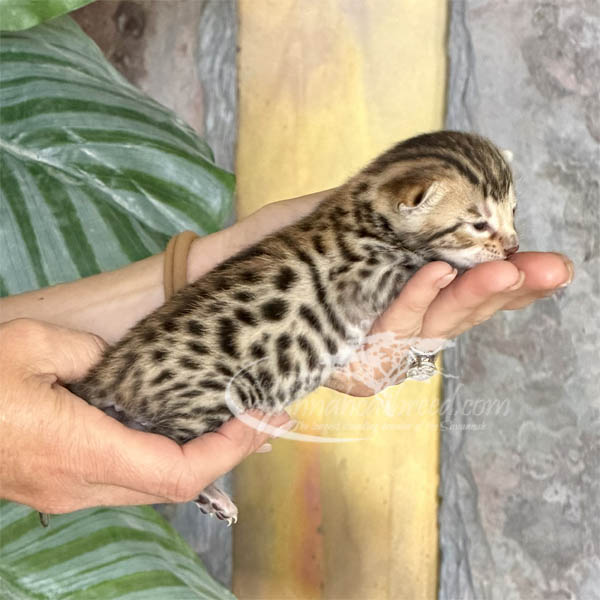 E3-2 F3 Savannah kitten for sale