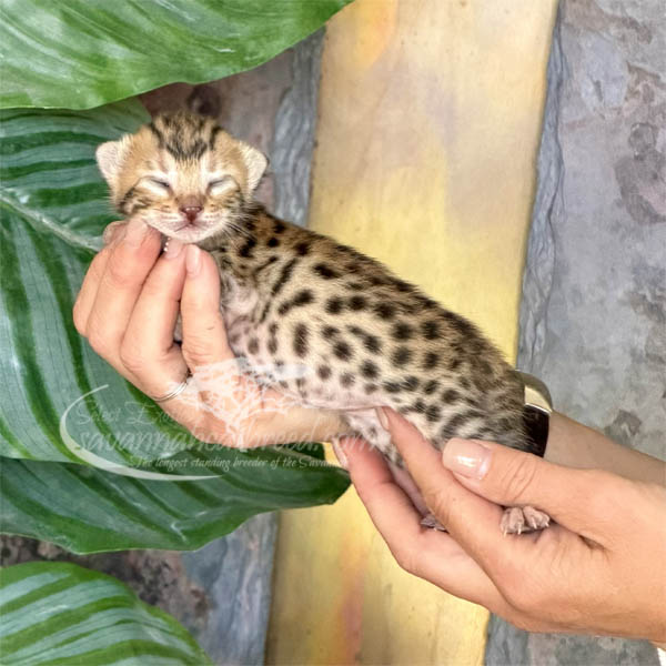 E4-1 F3 Savannah kitten for sale