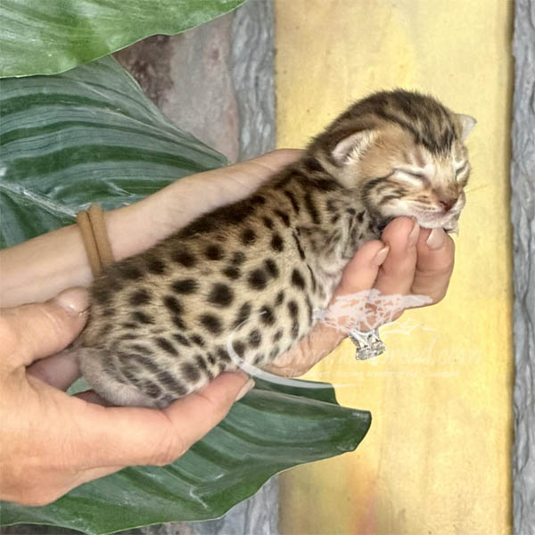 E4-2 F3 Savannah kitten for sale