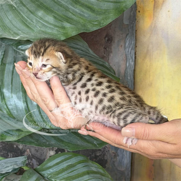 Ev1-1 F3 Savannah kitten for sale