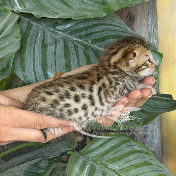 Ev1-2 F3 Savannah kitten for sale