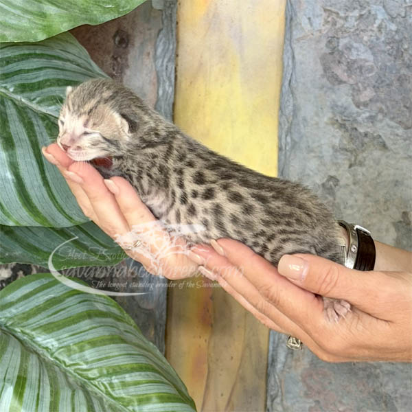 Ev2-1 F3 Savannah kitten for sale